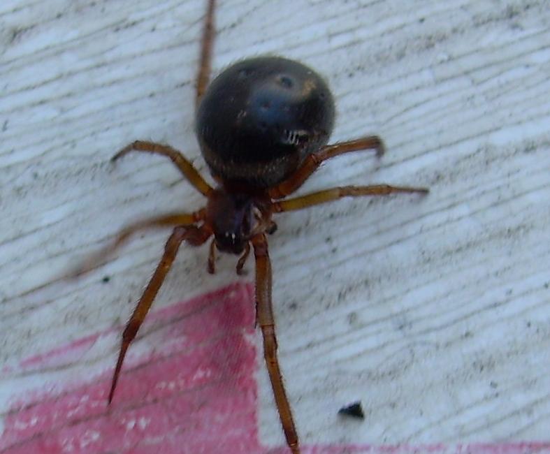 Steatoda nobilis